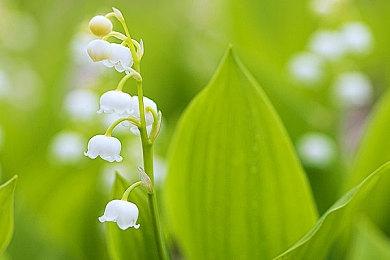 Neowiz PC游戏《英雄征集》，3种新卡和遗物更新